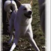 Agressivitet Hos Hunde