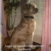 Angst Og Separationsproblemer Hos Hunde