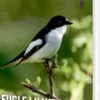Danmarks Natur Fugle I Haven