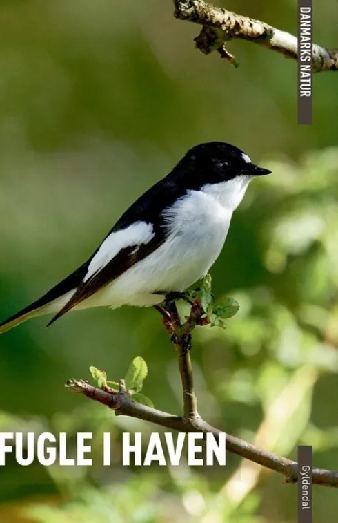 Danmarks Natur Fugle I Haven