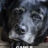 Gamle Hundes Visdom
