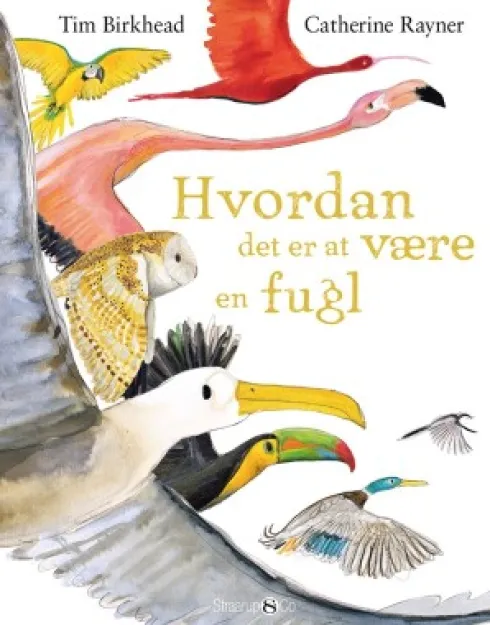 Hvordan Det Er At Være En Fugl
