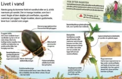 Insekter Og Edderkopper