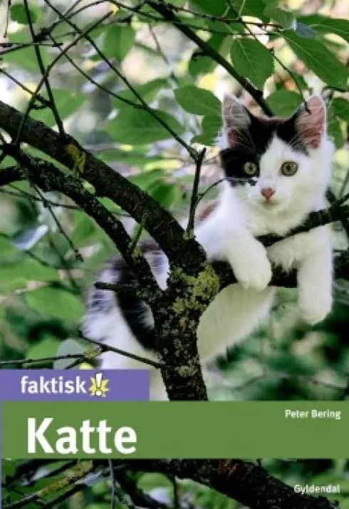 Katte