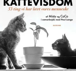 Kattevisdom