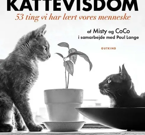 Kattevisdom