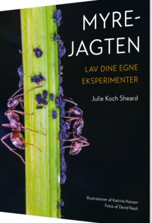 Myrejagten