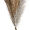 Pampasgræs - L 50 CM - Lys Pudder - Lys Brun - Lys Grå - 3 Stk./ 1 Bundt