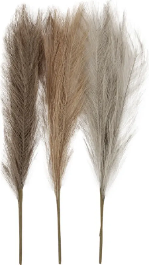 Pampasgræs - L 50 CM - Lys Pudder - Lys Brun - Lys Grå - 3 Stk./ 1 Bundt