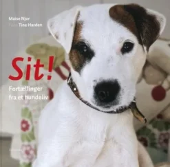 Sit!