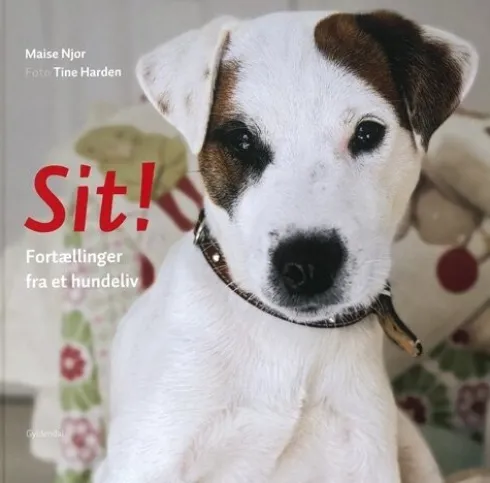 Sit!