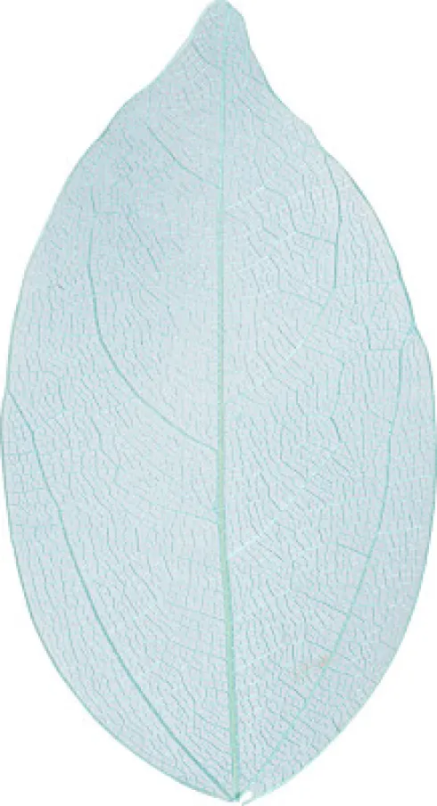 Skeletblade - L 6-8 CM - Lyseblå - 20 Stk