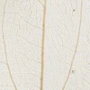 Skeletblade - L 6-8 CM - Natur - 20 Stk
