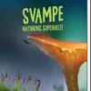 Svampe