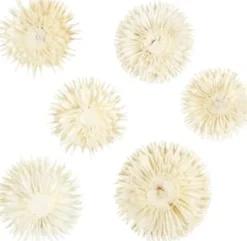Tørrede Blomsterhoveder - Ø 3-5 CM - 6 Stk