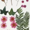 Tørrede Blomster Og Blade - Lyserød