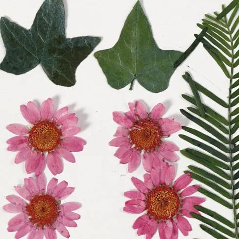 Tørrede Blomster Og Blade - Lyserød