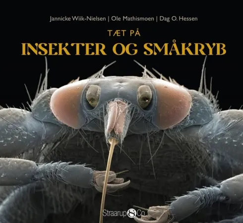 Tæt På Insekter Og Småkryb