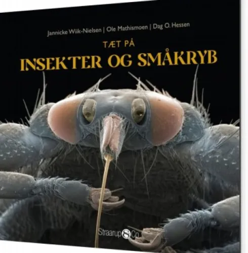 Tæt På Insekter Og Småkryb