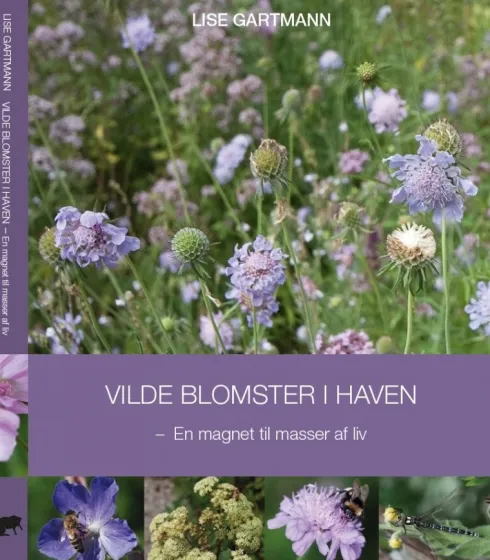 Vilde Blomster I Haven