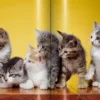 Walter Chandoha. Cats. Photographs 1942-2018
