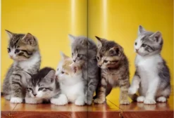 Walter Chandoha. Cats. Photographs 1942-2018