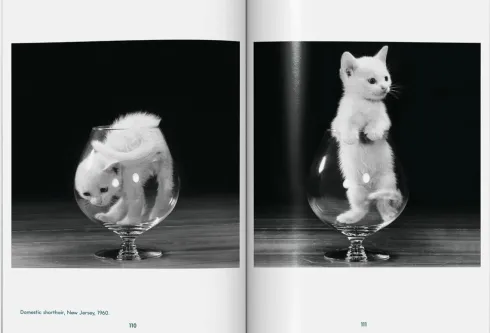 Walter Chandoha. Cats. Photographs 1942-2018