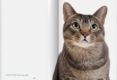 Walter Chandoha. Cats. Photographs 1942-2018