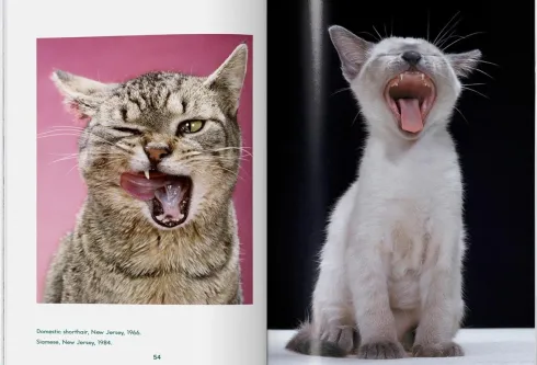 Walter Chandoha. Cats. Photographs 1942-2018