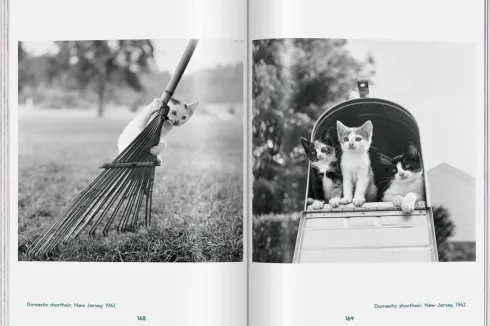 Walter Chandoha. Cats. Photographs 1942-2018
