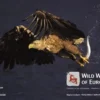 Wild Wonders Of Europe
